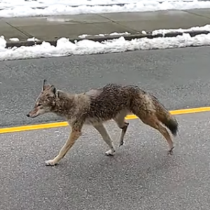 Photo of the three-legged coyote.
