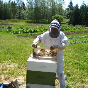 Beekeeper tending to beehive at UBC Farm