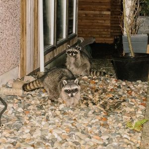 Two raccoons caught at night beside a house