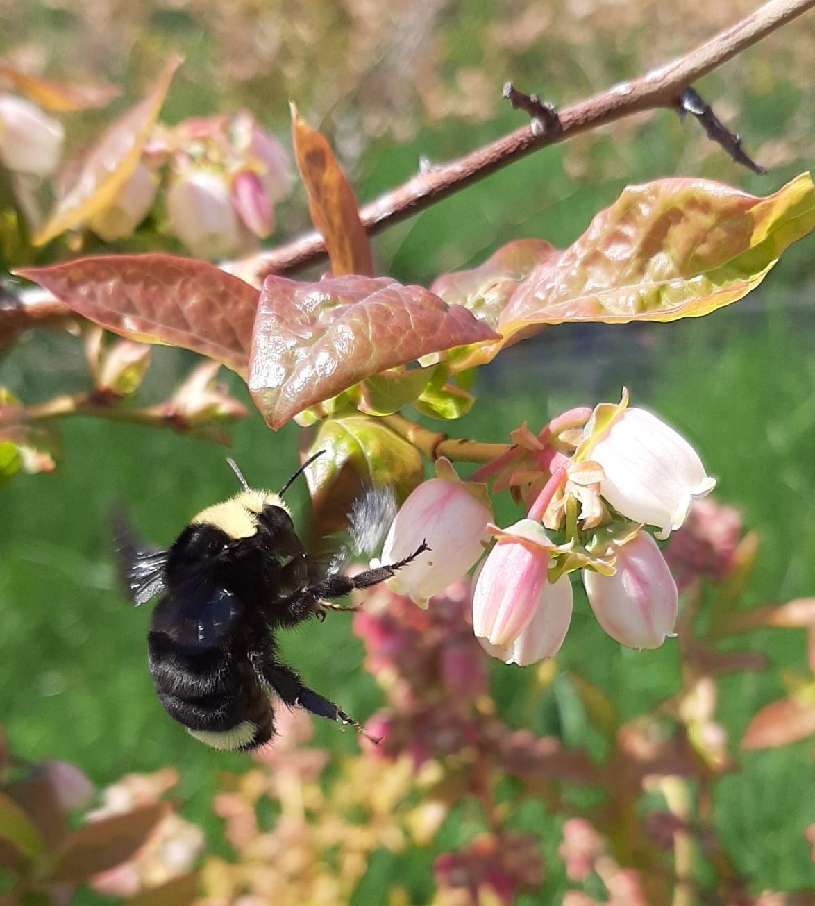 A bumble bee at a blueberry blossom