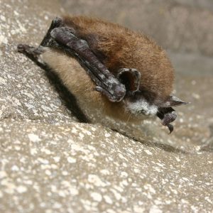 Bat with white nose syndrome